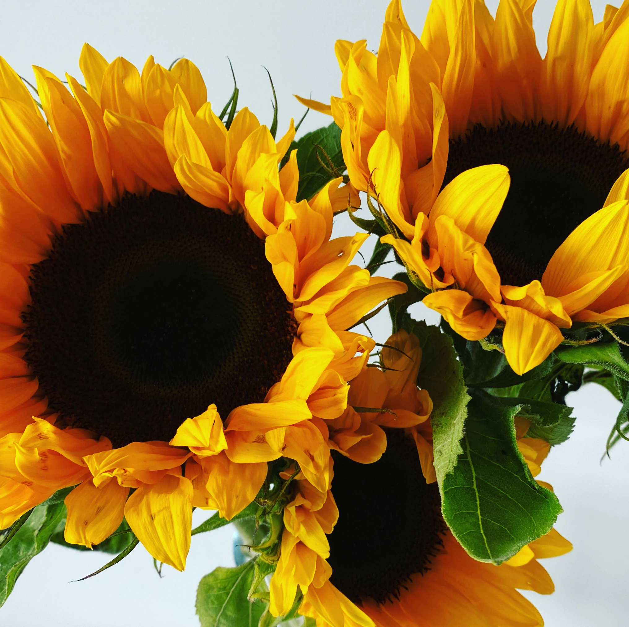 Sunflowers in warm light